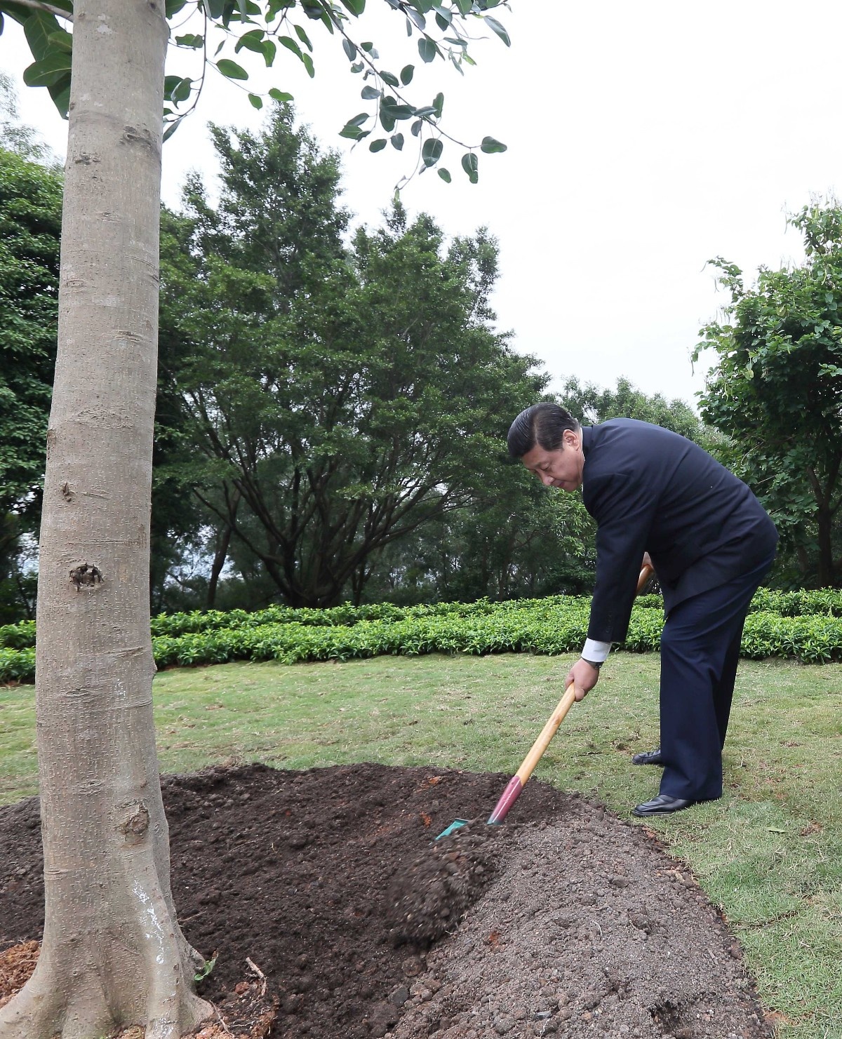 2012年12月8日，習(xí)近平在深圳蓮花山公園種下一棵高山榕樹。