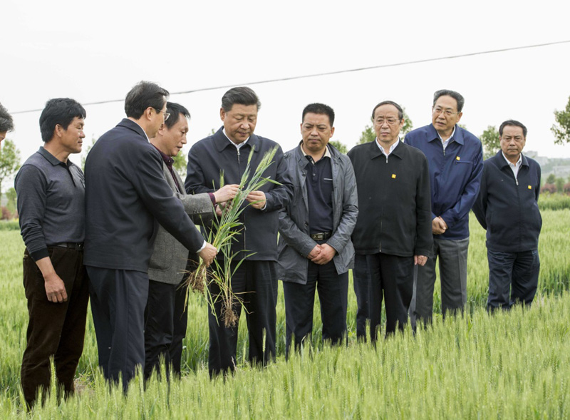 2016年4月25日下午，習(xí)近平在安徽滁州市鳳陽(yáng)縣小崗村察看小麥長(zhǎng)勢(shì)。左一為種糧大戶程夕兵。新華社記者 李學(xué)仁 攝